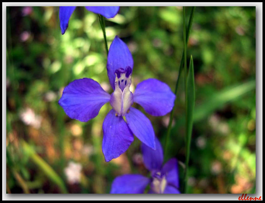 Delphinium consolida / Speronella consolida